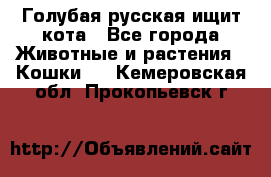 Голубая русская ищит кота - Все города Животные и растения » Кошки   . Кемеровская обл.,Прокопьевск г.